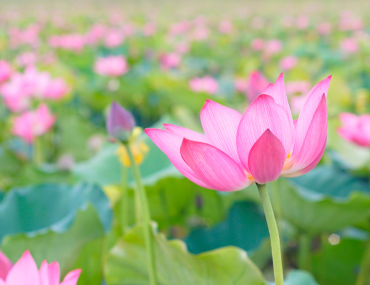 Free Meditation Classes