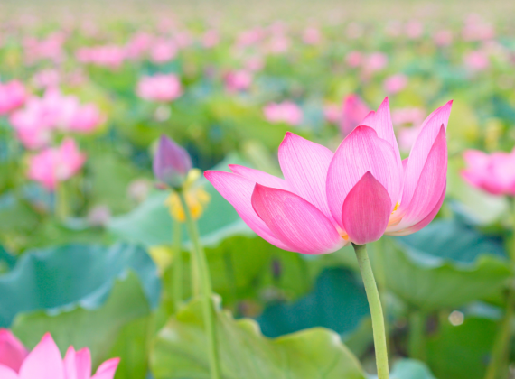 Free Meditation Classes