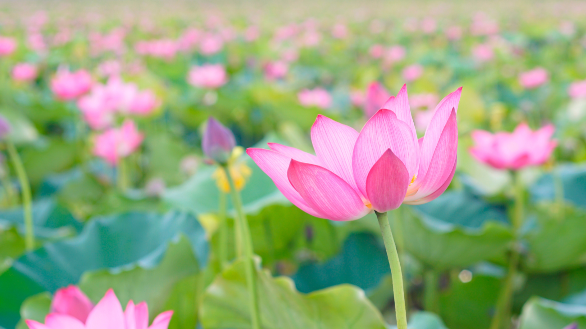 Free Meditation Classes